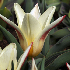 Tulip (Dwarf)  'Johann- Strauss'. Loose Per 10 Bulbs